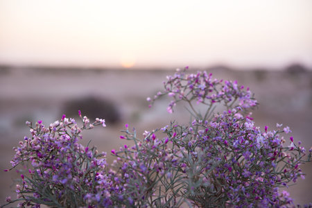 Bright violet flower in desert. Selective soft focuse and boke on backgroundの写真素材