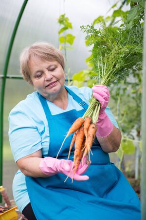 Smiling pensioner with carrot at green houseの写真素材