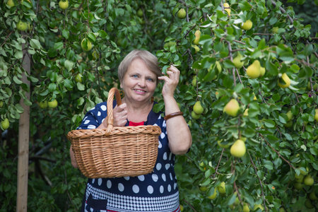 Pensioner woman under pear treeの写真素材