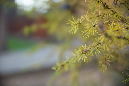 Branch of yellow fir. Soft focus and blur background