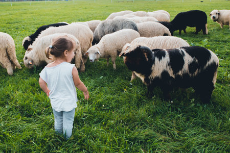 Baby girl with sheep in green meadow
