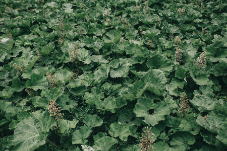 Field of green greater burdock in summerの写真素材