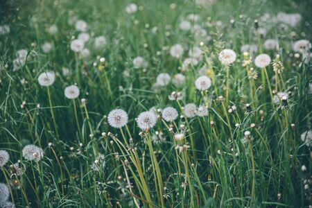 Field of blooming white dandelions with warm light in summerの写真素材