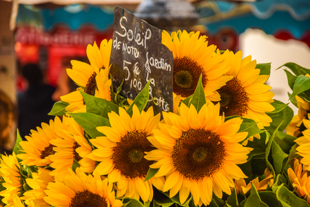 Sunflower on market closeupの写真素材