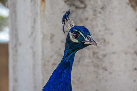Peacock head closeupの写真素材