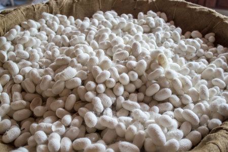 Natural silk cocoons in wicker bucked