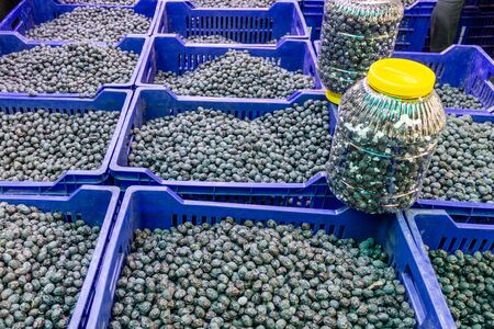 Newly harvested black olives in cratesの写真素材