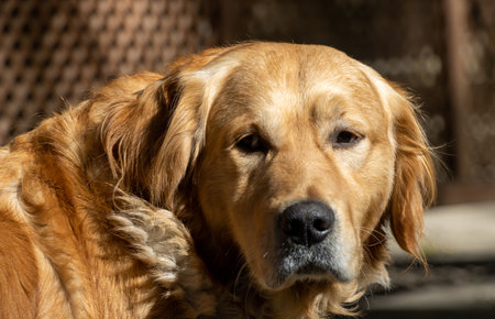 Scottish Golden Retriever dog portrait on sunny dayの写真素材
