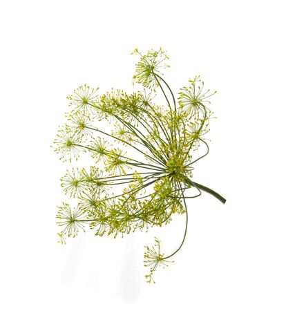 fresh green flowering dill on white backgroundの写真素材