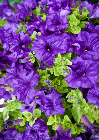 background of the flowers of petunia seedlingsの写真素材