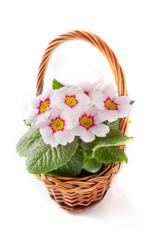 live primrose in a decorative basket on a white backgroundの写真素材