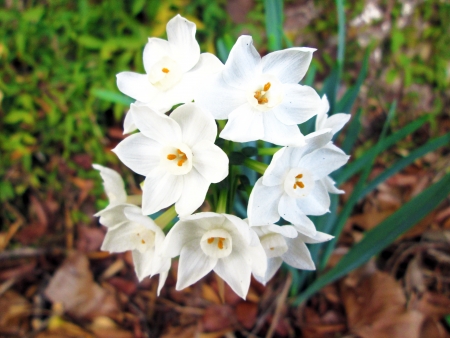 White Flowersの写真素材