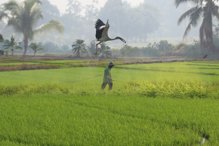 Thai Farmer s life be side Flying Bird and spraying insecticides in the morning の写真素材