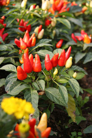 Fresh hot chile pepper trees  の写真素材