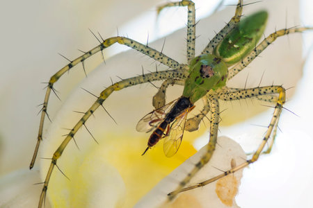 Green Lynx Spider