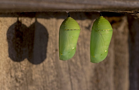 Monarch Chrysalises