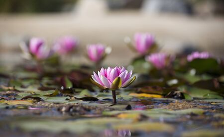 Waterlilyの写真素材
