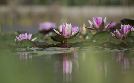 Waterliliesの写真素材