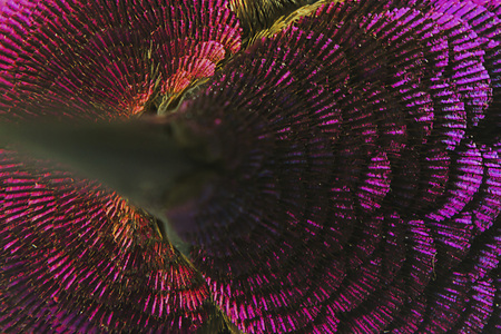Hummingbird Feathersの写真素材
