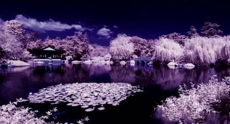 Chinese Garden Infraredの写真素材