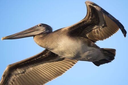 Brown Pelicanの写真素材