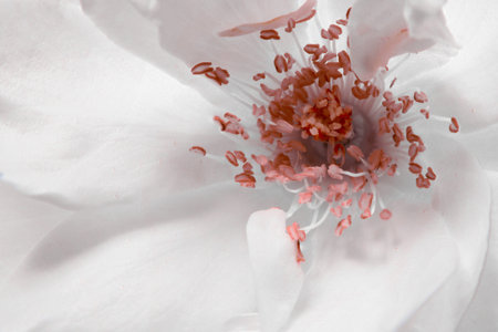 White Rose Macroの写真素材