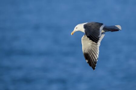 California Sea Gullの写真素材