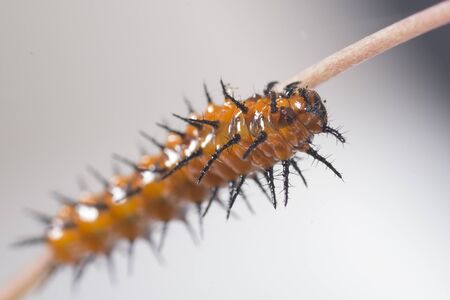 Fritillary Caterpillarの写真素材
