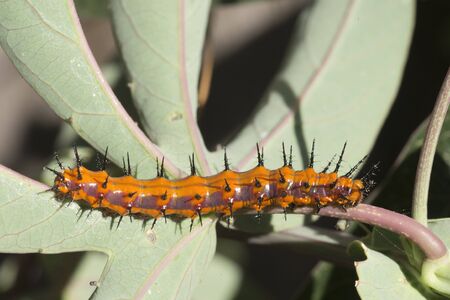 Fritillary Caterpillarの写真素材