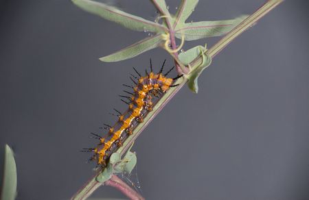 Fritillary Caterpillarの写真素材