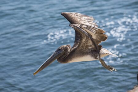 California Brown Pelicanの写真素材
