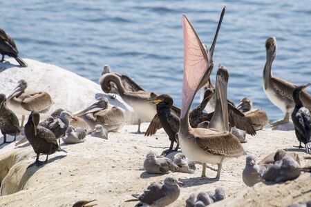 California Brown Pelicanの写真素材