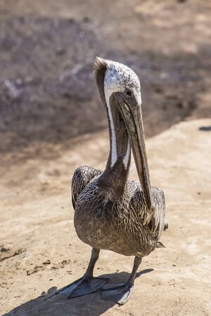 California Brown Pelicanの写真素材