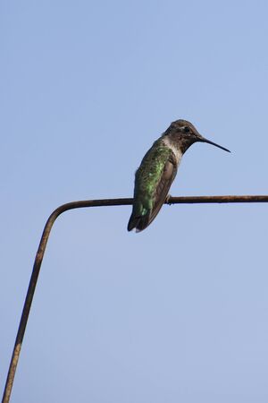 Hummingbirdの写真素材