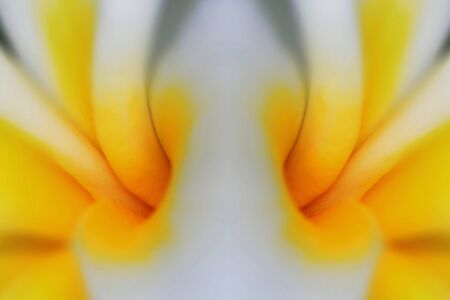 Plumeria Symmetryの写真素材