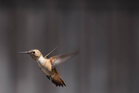 Rufous Hummingbirdの写真素材