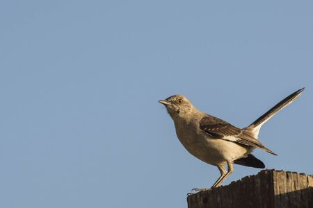 Mockingbirdの写真素材