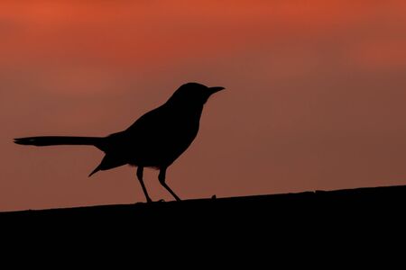 Mockingbird Silhouetteの写真素材