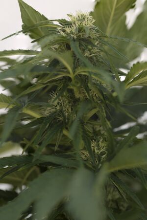Cannabisの写真素材