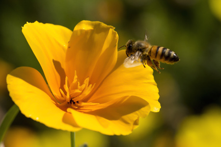 Bee and Poppyの写真素材