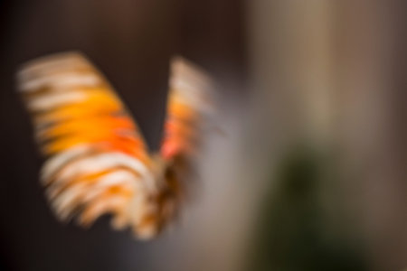 Butterfly Blur