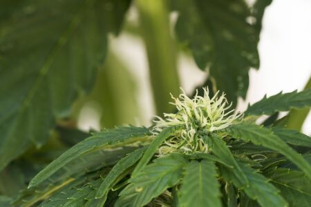 Cannabis Floweringの写真素材