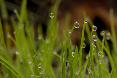 Dewdrops on Grassの写真素材