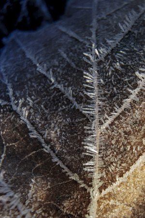 Frosted Leafの写真素材