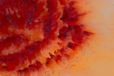 Peach Abstractの写真素材