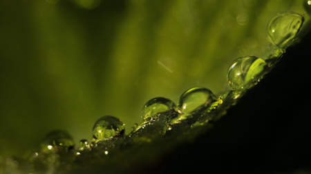 Strawberry Dewdropsの写真素材