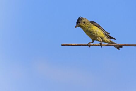 Lesser Goldfinchの写真素材