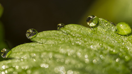 Strawberry Dewdropsの写真素材
