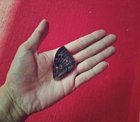 Piece of butterfly