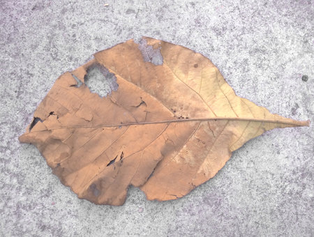 Dried leaf on cement ground. Dried cracked leaf